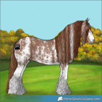 Horse Color:Gray Chestnut Sabino Appaloosa 