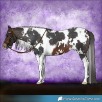 Horse Color:White Spotted Brown Tobiano Varnish 