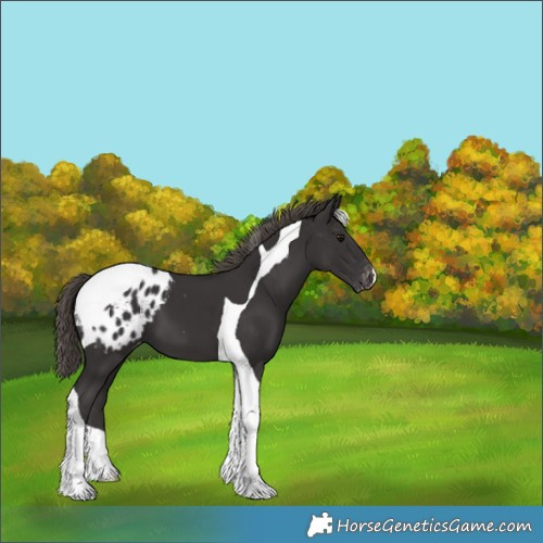 Horse Color:Smoky Black Tobiano Appaloosa 
