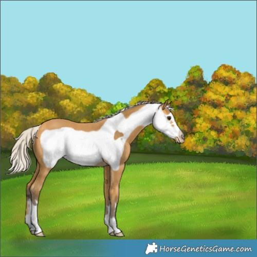 Horse Color:Silver Buckskin Frame 