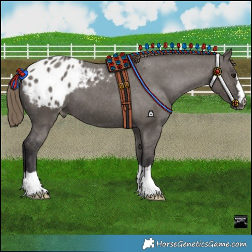Horse Color:Smoky Grullo Appaloosa 