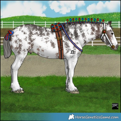 Horse Color:Gray Bay Sabino Appaloosa Rabicano 