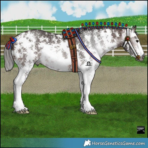 Horse Color:Gray Bay Sabino Varnish Rabicano 