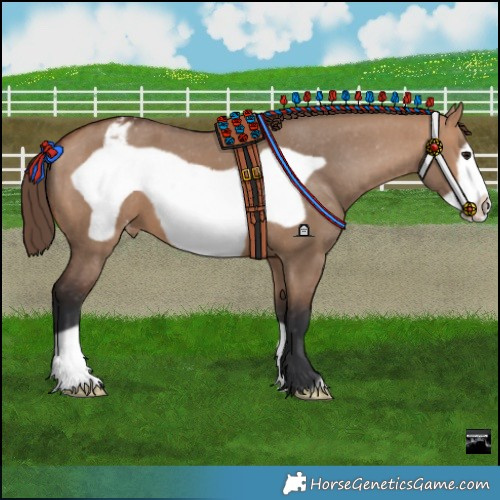 Horse Color:Bay Dun Frame Appaloosa 