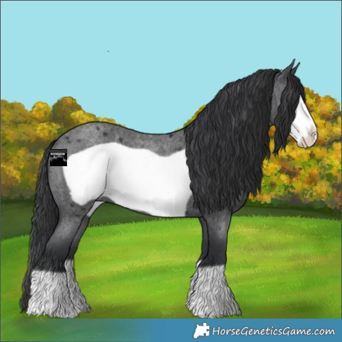 Horse Color:Blue Roan Frame 