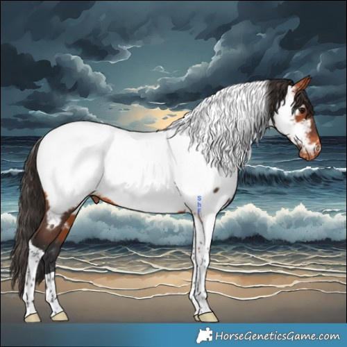 Horse Color:Bay Tobiano Appaloosa 