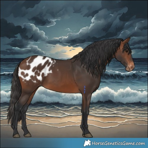 Horse Color:Brown Appaloosa 