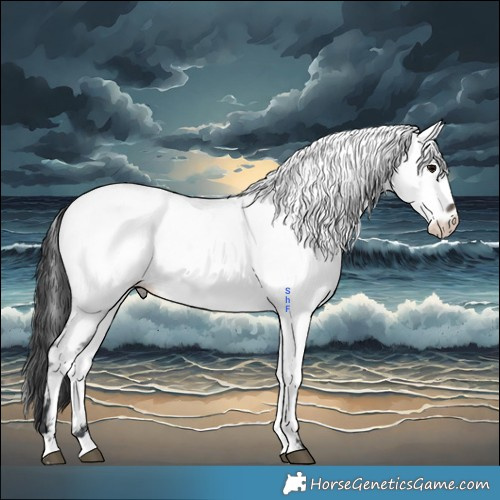 Horse Color:Brown Roan Appaloosa 