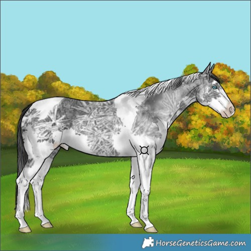 Horse Color:Unknown 