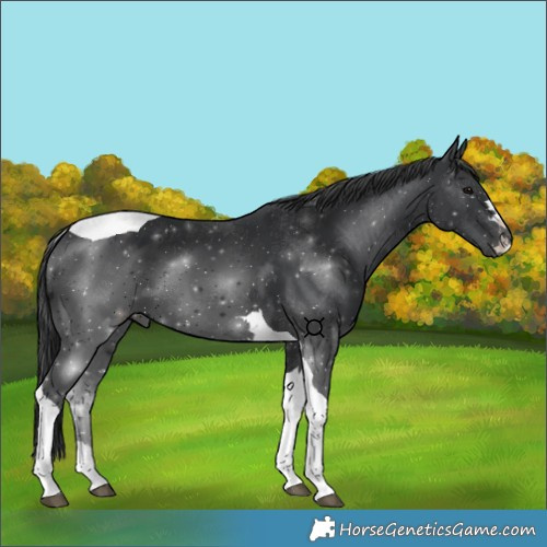 Horse Color:Unknown 