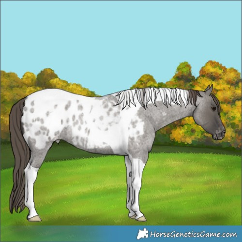 Horse Color:Grullo Roan Tobiano Appaloosa Rabicano 
