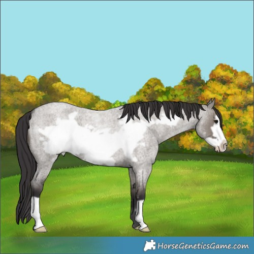 Horse Color:Smoky Grullo Roan Frame Brindle 