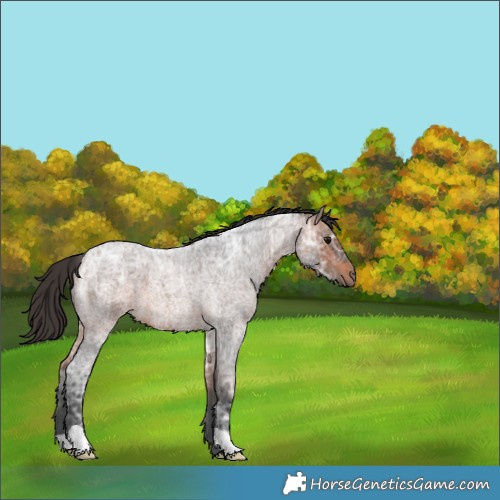 Horse Color:Bay Ice Roan 