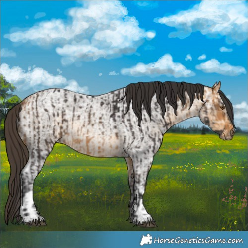 Horse Color:Buckskin  and Buckskin Ice Roan 