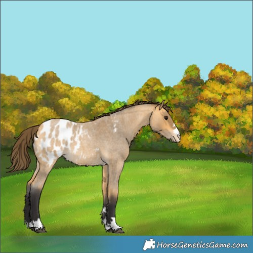 Horse Color:Buckskin Roan Appaloosa 
