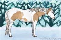 Horse Color:Silver Bay Dun Sabino Splash Tobiano 