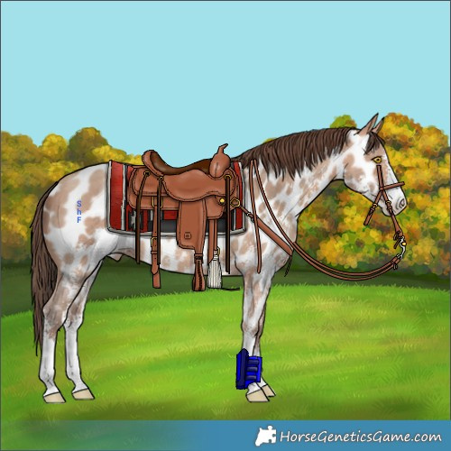 Horse Color:Amber Champagne Sabino Appaloosa 