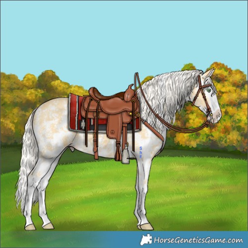 Horse Color:Gold Cream Champagne Sabino Splash 