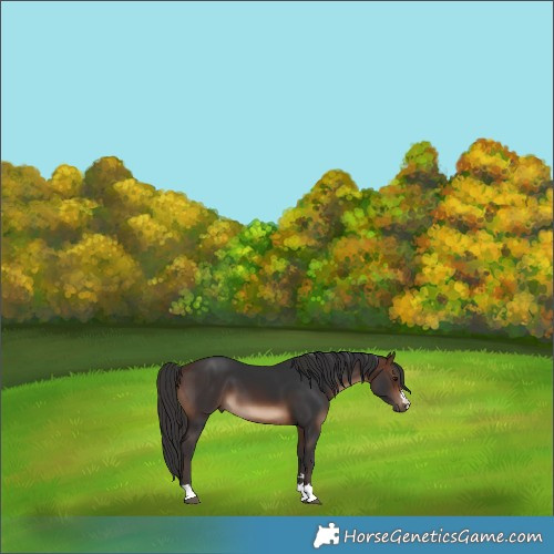 Horse Color:Brown 