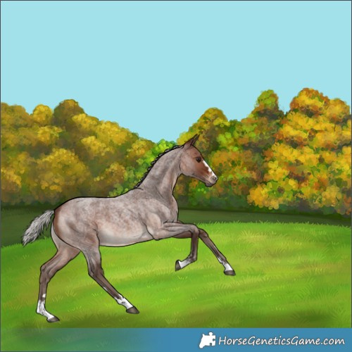 Horse Color:Unknown 