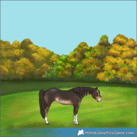 Horse Color:Liver Chestnut 