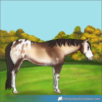 Horse Color:Liver Red Onyx Sabino Blanket 