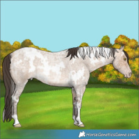 Horse Color:White Spotted Amber Champagne Ice Roan Rabicano 
