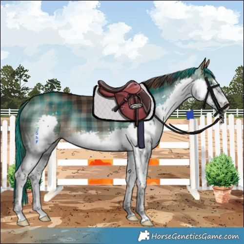 Horse Color:Plaid  Brown Splash 