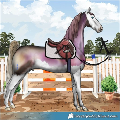Horse Color:Liver Red Onyx Splash 