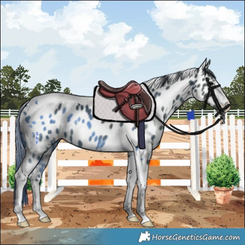 Horse Color:Black Tobiano Appaloosa 
