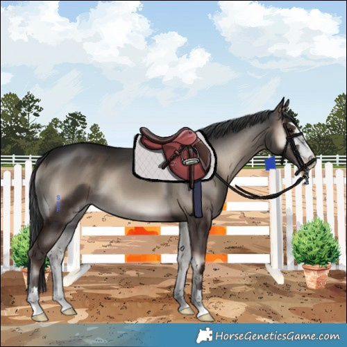 Horse Color:Blue Onyx 