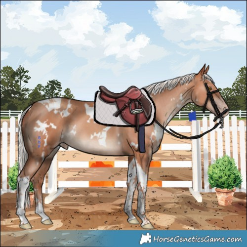 Horse Color:White Spotted Silver Classic Champagne Tobiano