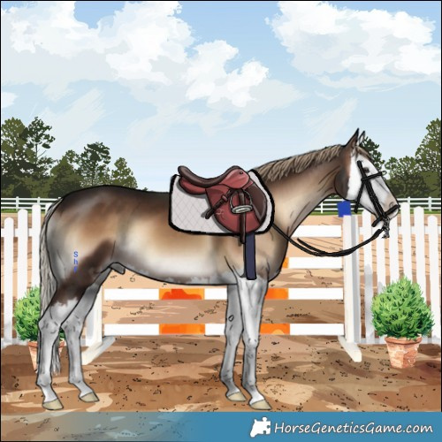 Horse Color:Liver Red Onyx Splash 
