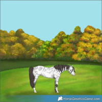 Horse Color:Smoky Blue Roan Frame Near Leopard 