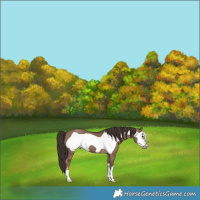 Horse Color:Liver Red Dun Frame 