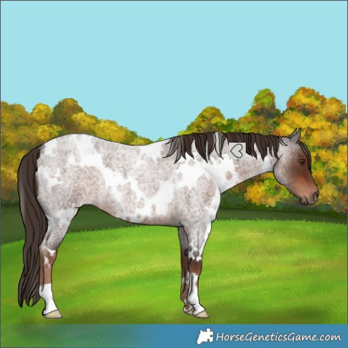 Horse Color:White Spotted Liver Red Roan