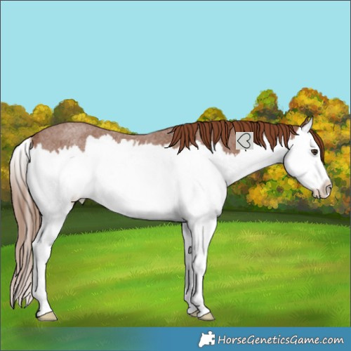 Horse Color:Red Roan Splash Rabicano 