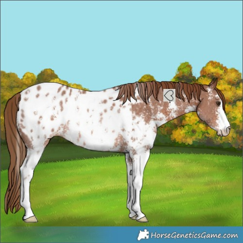 Horse Color:Chestnut Sabino Blanket Rabicano 