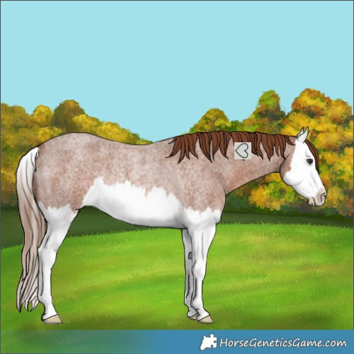 Horse Color:Red Roan Splash Rabicano 