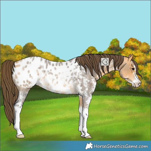 Horse Color:Buckskin Roan Sabino Blanket Rabicano