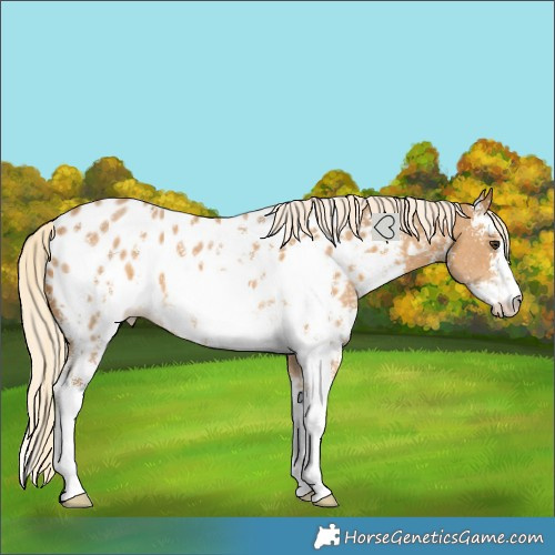 Horse Color:Palomino Sabino Near Leopard