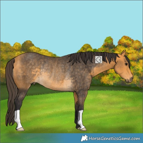Horse Color:Buckskin Rabicano