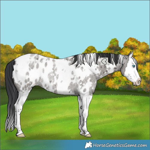 Horse Color:White Spotted Grullo Roan Splash Appaloosa Rabicano 