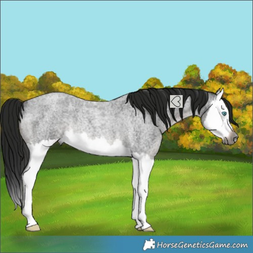 Horse Color:Gray Smoky Blue Roan Splash Rabicano 