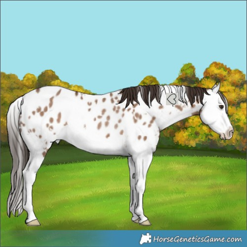 Horse Color:White Spotted Liver Red Dun Splash Blanket Rabicano 