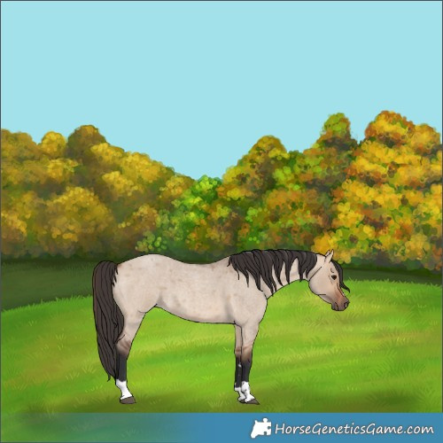 Horse Color:Bay Roan Dun