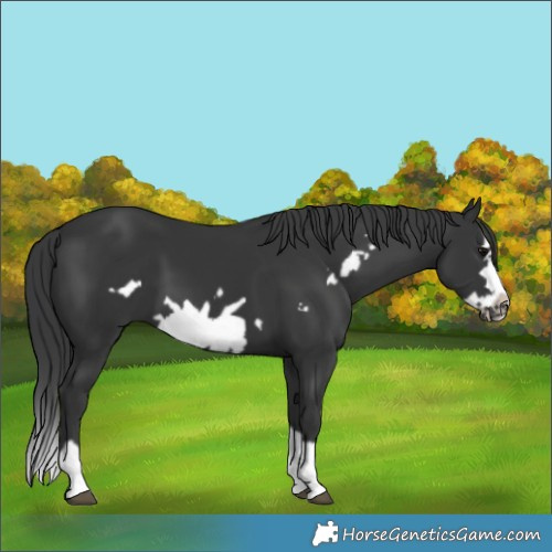 Horse Color:Unknown 