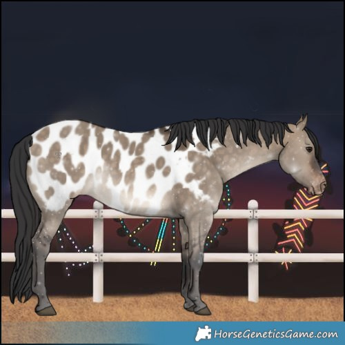 Horse Color:Brown Dun Blanket 