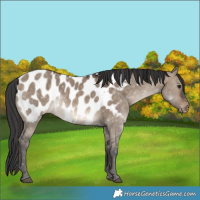 Horse Color:Brown Dun Appaloosa 
