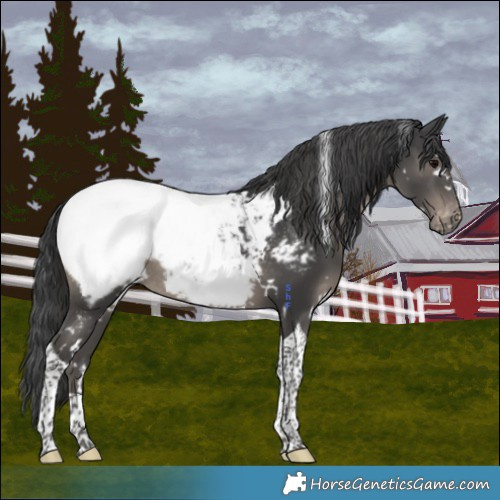 Horse Color:White Spotted Black Tobiano Appaloosa Rabicano